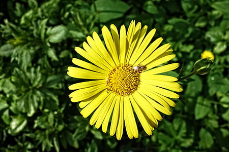 yellow dandelion thumbnail