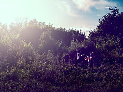 horse on side of grass thumbnail