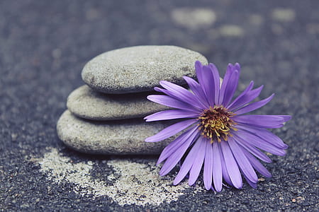 grey stacked stone and purple cluster petal flower thumbnail