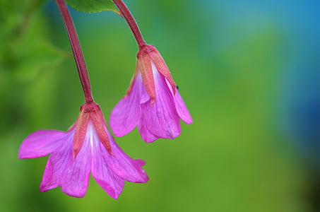 purple petaled flowers in closeup photography thumbnail