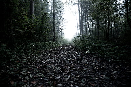 dried leaves on pathway under white sky at daytime thumbnail