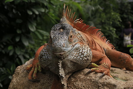 closeup photo of brown bearded dragon thumbnail