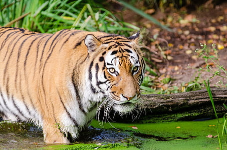 tiger soak on green body of water at daytime thumbnail