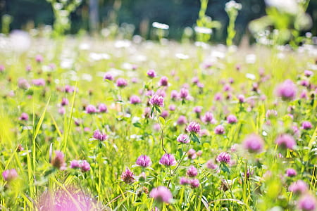 selective-focus photography of purple petaled flowers thumbnail
