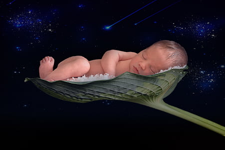 baby sleeping on green leaf illustration thumbnail