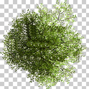 Tree Site plan Architecture, plan, green leafed plant PNG clipart