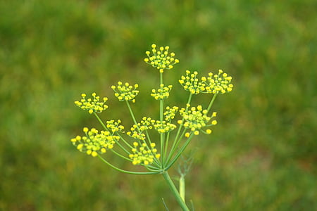 selective focus photo of yellow petaled flower thumbnail