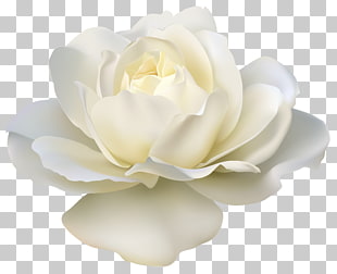 Rose White , Beautiful White Rose , white rose illustration PNG clipart