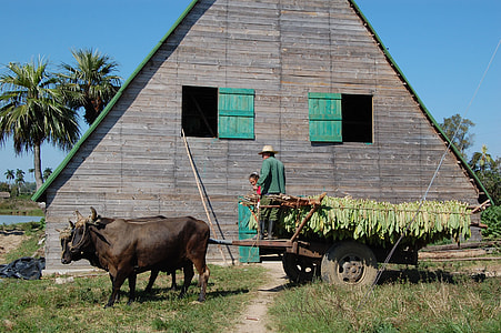 man standing near the house beside two brown cattles during daytime thumbnail