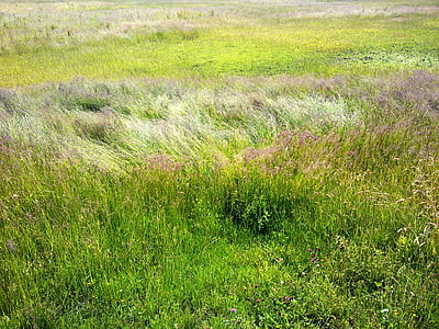 purple petaled flowers near grasses thumbnail