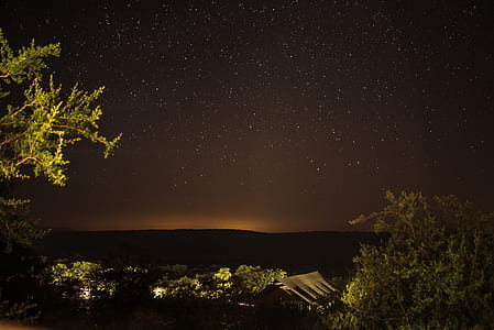 trees under starry night thumbnail