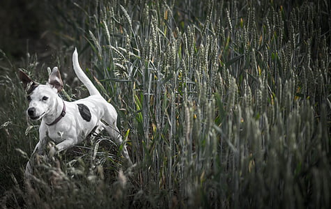 grayscale photography of dog running on grass field at daytime thumbnail