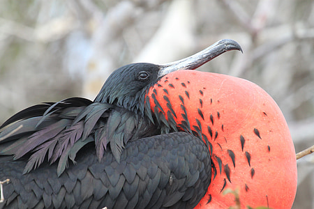 focused photo of black and red bird thumbnail
