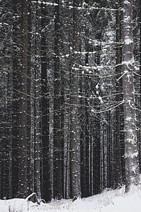 snow covered bare trees thumbnail