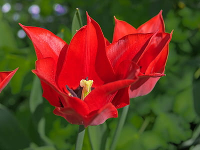 red flowers thumbnail