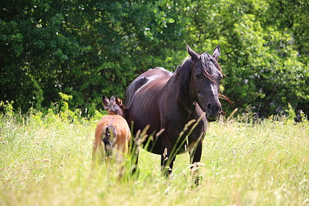 two horses standing on grass thumbnail