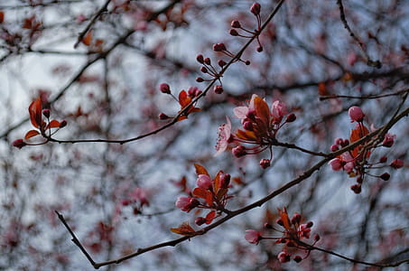 Cherry Blossom thumbnail