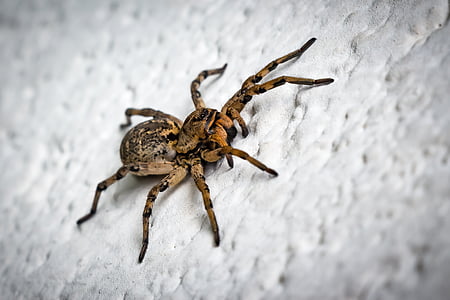 closeup photography of brown spider on white surface thumbnail