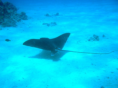 black manta ray on body of water thumbnail