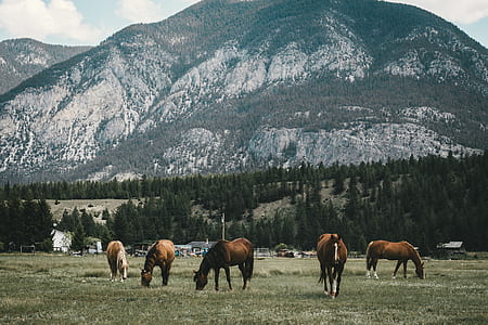 five brown horses near mountain thumbnail
