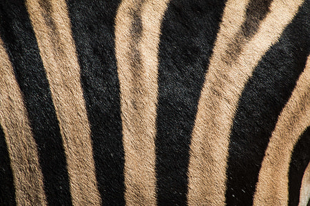 white and black stripe cloth thumbnail