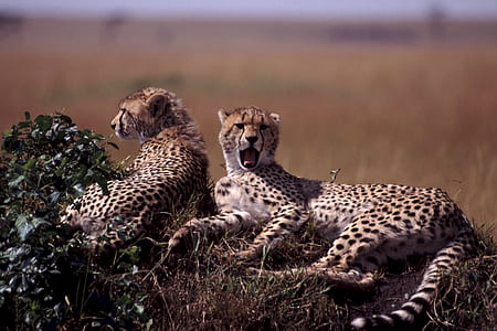 cheetah lying on grass thumbnail