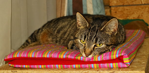 gray tabby cat lying on multicolored textile thumbnail