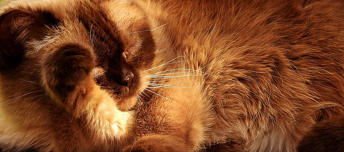 brown cat thumbnail