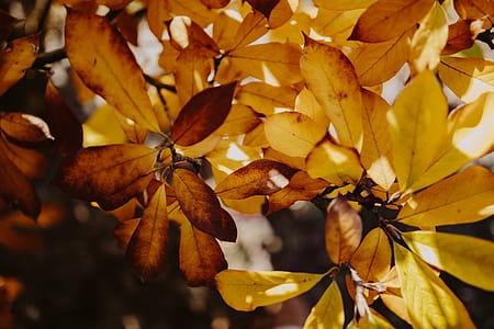 Yellow leaves of magnolia in autumn thumbnail