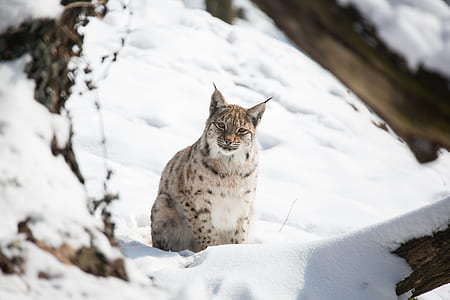 lynx laying on snow plain thumbnail