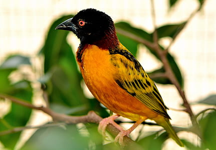 selective focus photography of yellow and black bird perched on plant branch at daytime thumbnail