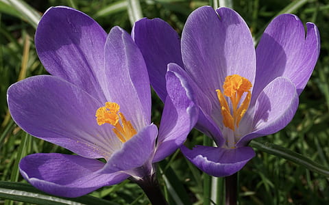 two purple petaled flowers near green grasses thumbnail