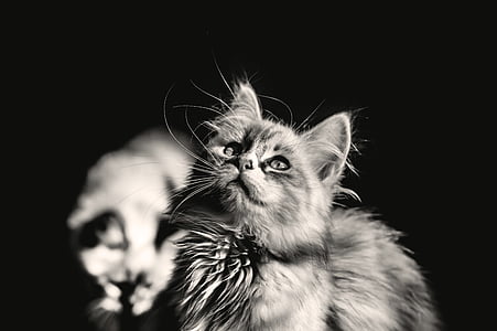 adult cat looking upward thumbnail