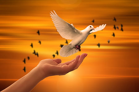 human hand below white dove thumbnail