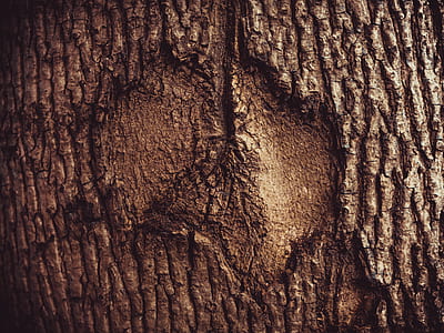 brown tree branch thumbnail