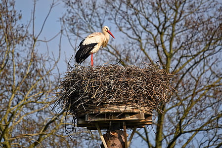 white and black bird on gray bird nest thumbnail