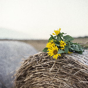 sunflowers on hay thumbnail