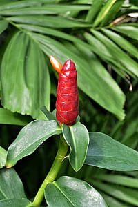 selective focus photography of red ginger flower thumbnail