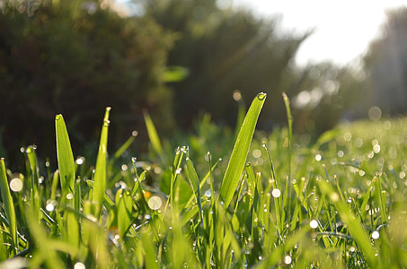 low-angle photo of green grass field thumbnail