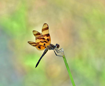 Dragonfly, Halloween Pennant thumbnail