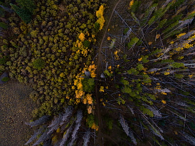 gardens with assorted flowers thumbnail