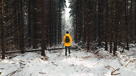 person walking on snow near green trees thumbnail