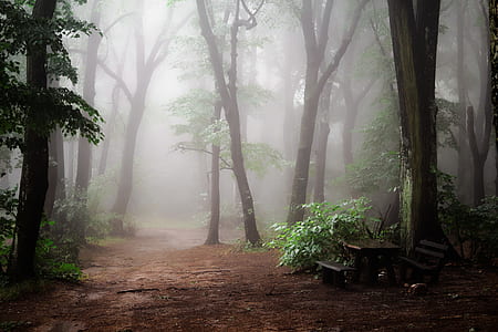forest during daytime thumbnail