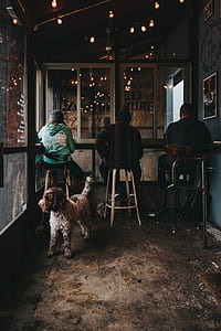 white and brown Lagotto Romagnolo thumbnail