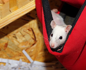 white mouse inside red bag thumbnail