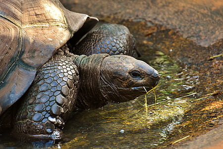 tortoise on body of water thumbnail