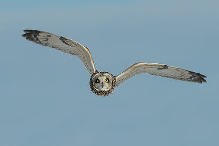 photo of white and brown flying owl thumbnail
