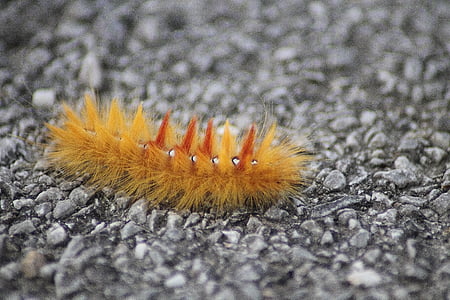 brown caterpillar thumbnail