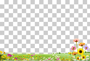 , Garden lawn, flowers on grass field PNG clipart