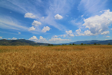 brown grass field under the white skies thumbnail